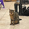 cat, tabby_cat, indoor, floor, tile_floor, boots, bag, box, pet, animal, meowing, winking, brown, striped, sitting, household, room, domestic, feline, cute