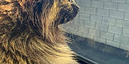 Ginger joined the competition — help win amazing prizes! animal, brick_wall, car_interior, cat, closeup, domestic_cat, ears, feline, fluffy, fur, indoor, looking_out, pet, portrait, reflection, side_view, sunlight, tortoiseshell, whiskers, window