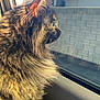 animal, brick_wall, car_interior, cat, closeup, domestic_cat, ears, feline, fluffy, fur, indoor, looking_out, pet, portrait, reflection, side_view, sunlight, tortoiseshell, whiskers, window
