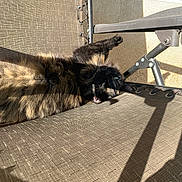 Ginger joined the competition — help win amazing prizes! animal, cat, chair, daylight, fabric, feline, fluffy, lounging, metal, outdoor, paw, pet, relaxed, resting, shadow, sunlight, texture, tortoiseshell, wall, window