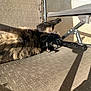 animal, cat, chair, daylight, fabric, feline, fluffy, lounging, metal, outdoor, paw, pet, relaxed, resting, shadow, sunlight, texture, tortoiseshell, wall, window