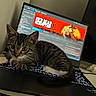 Pusheen joined the competition — help win amazing prizes! kitten, cat, laptop, keyboard, computer_screen, indoor, tabby_cat, pet, animal, technology, gaming, red_dead_redemption_ii, electronics, cute, young_cat, feline, domestic_cat, resting, curious, home