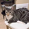 cat, tabby_cat, striped_fur, white_paws, indoor, chair, plant, table, curious, feline, pet, domestic_animal, relaxed, cushion, floor, home, whiskers, ears, eyes, fur_pattern