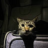 Pusheen is registered to the contest to win money with this photo: cat, tabby, pet_carrier, purple, zipper, car_interior, seat, dark, shadow, whiskers, ears, face, animal, pet, indoor, close_up, curious, wide_eyes, feline, transport