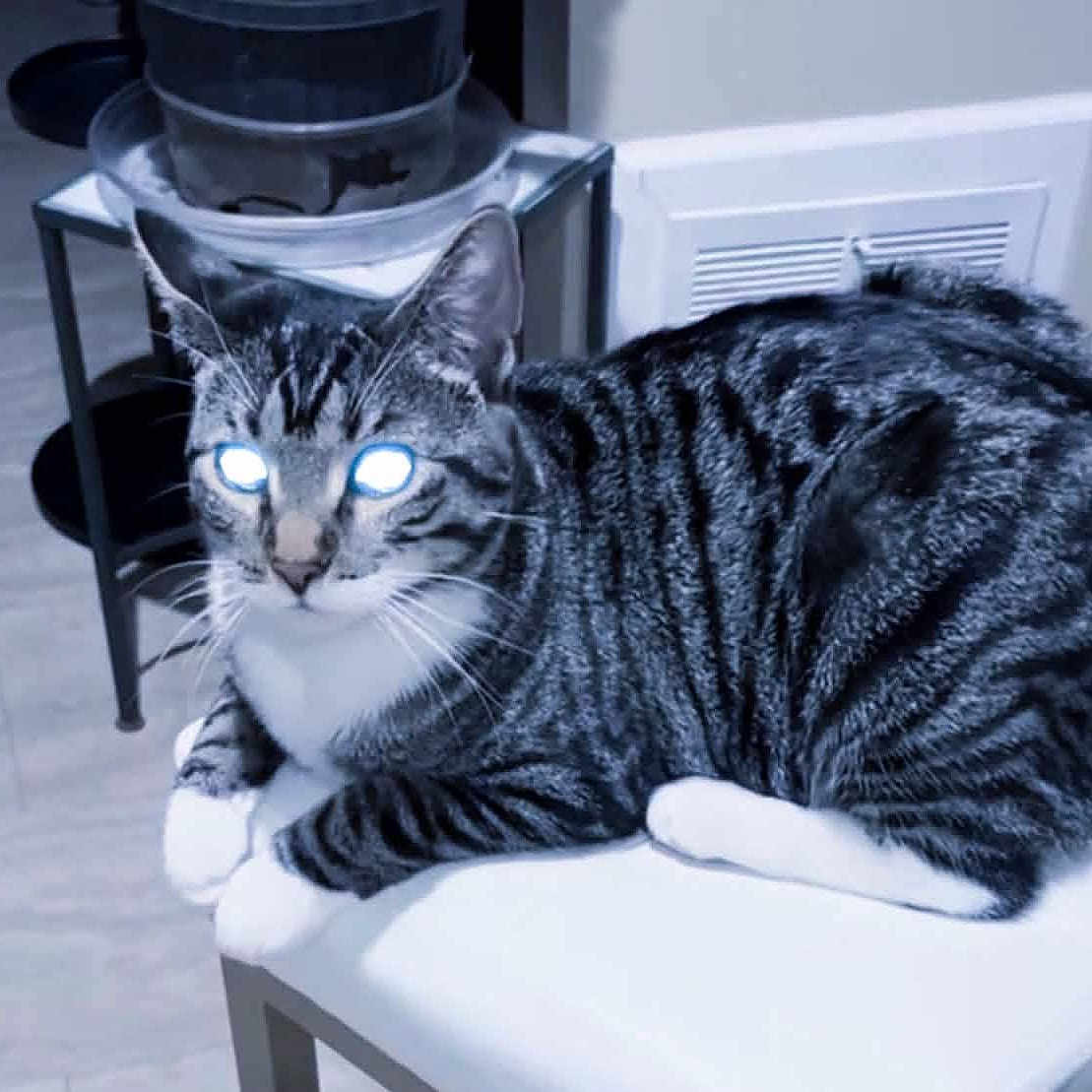 Pusheen is registered to the contest to win money with this photo: cat, tabby_cat, indoor, chair, white_chair, water_dispenser, glowing_eyes, striped_fur, pet, animal, feline, floor, vent, domestic_cat, resting, whiskers, paws, fur_pattern, looking, household