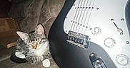 Pusheen joined the competition — help win amazing prizes! cat, kitten, guitar, electric_guitar, couch, leather, instrument, pet, sleeping, indoor, furniture, music, strings, closeup, home, relaxing, cozy, brown, black, white