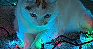Georgia joined the competition — help win amazing prizes! cat, christmas_lights, carpet, indoor, colorful_lights, pet, animal, glowing, festive, curious, white_cat, orange_spots, paws, cozy, lighting, decoration, holiday, relaxed, night, tangled