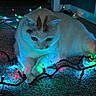 cat, christmas_lights, carpet, indoor, colorful_lights, pet, animal, glowing, festive, curious, white_cat, orange_spots, paws, cozy, lighting, decoration, holiday, relaxed, night, tangled