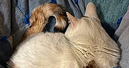 Georgia is registered to the contest to win money with this photo: animal, blanket, blue, calico_cat, cat, cozy, curled_up, cute, domestic_animal, fur, indoor, mammal, pet, quilt, relaxing, resting, sleeping, soft_lighting, tail, textured