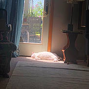 Georgia joined the competition — help win amazing prizes! cat, white_cat, sleeping, sunlight, indoor, door, glass_door, curtain, lamp, table, chair, blanket, carpet, rug, plant, flower, furniture, relaxation, cozy, daylight