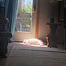 cat, white_cat, sleeping, sunlight, indoor, door, glass_door, curtain, lamp, table, chair, blanket, carpet, rug, plant, flower, furniture, relaxation, cozy, daylight