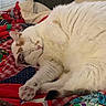 cat, sleeping, white_cat, orange_spots, patchwork_quilt, cozy, indoor, pet, fur, paw, relaxed, resting, colorful, fabric, blanket, cute, animal, domestic_cat, closeup, comfort