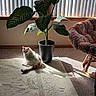 Georgia joined the competition — help win amazing prizes! carpet, cat, chair, cozy, cushion, daylight, domestic, furniture, home_interior, indoor, paisley_pattern, patterned_cushion, pet, plant, potted_plant, relaxing, rug, sunlight, vertical_blinds, window