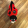cat, costume, ladybug, pet, animal, indoor, wooden_floor, white_cat, cute, curious, looking_up, red, black, playful, funny, domestic_animal, flooring, whiskers, tail, eyes