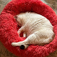 Georgia is registered to the contest to win money with this photo: animal, carpet, cat, comfort, cozy, curled_up, cute, domestic_cat, feline, fluffy, furry, home, indoor, pet_bed, red, relaxing, resting, sleeping, soft, white_cat