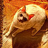 Georgia is registered to the contest to win money with this photo: animal, blanket, cat, cozy, cute, ears, eyes, feline, fur, home, indoor, looking_up, orange, pet, relaxation, shadow, sunlight, texture, whiskers, white