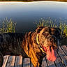 Emma joined the competition — help win amazing prizes! dog, brindle_coat, panting, wooden_dock, lake, water, reflection, grass, reeds, sunlight, golden_hour, outdoor, nature, happy, pet, animal, calm, summer, tongue_out, collar