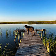 Emma is registered to the contest to win money with this photo: dog, dock, lake, water, sky, grass, reeds, sunlight, reflection, wood, outdoor, nature, animal, calm, blue_sky, serene, pet, standing, daytime, landscape