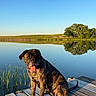 Emma is registered to the contest to win money with this photo: dog, brindle, dock, lake, water, reflection, tree, grass, sky, sunlight, outdoor, pet, animal, nature, summer, calm, tongue_out, peaceful, wood, daytime