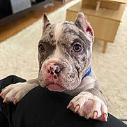 Nala is registered to the contest to win money with this photo: puppy, dog, pet, indoor, living_room, carpet, wooden_table, cute, curious, close_up, animal, domestic_animal, young, face, ears, paws, collar, spot_pattern, pink_nose, home
