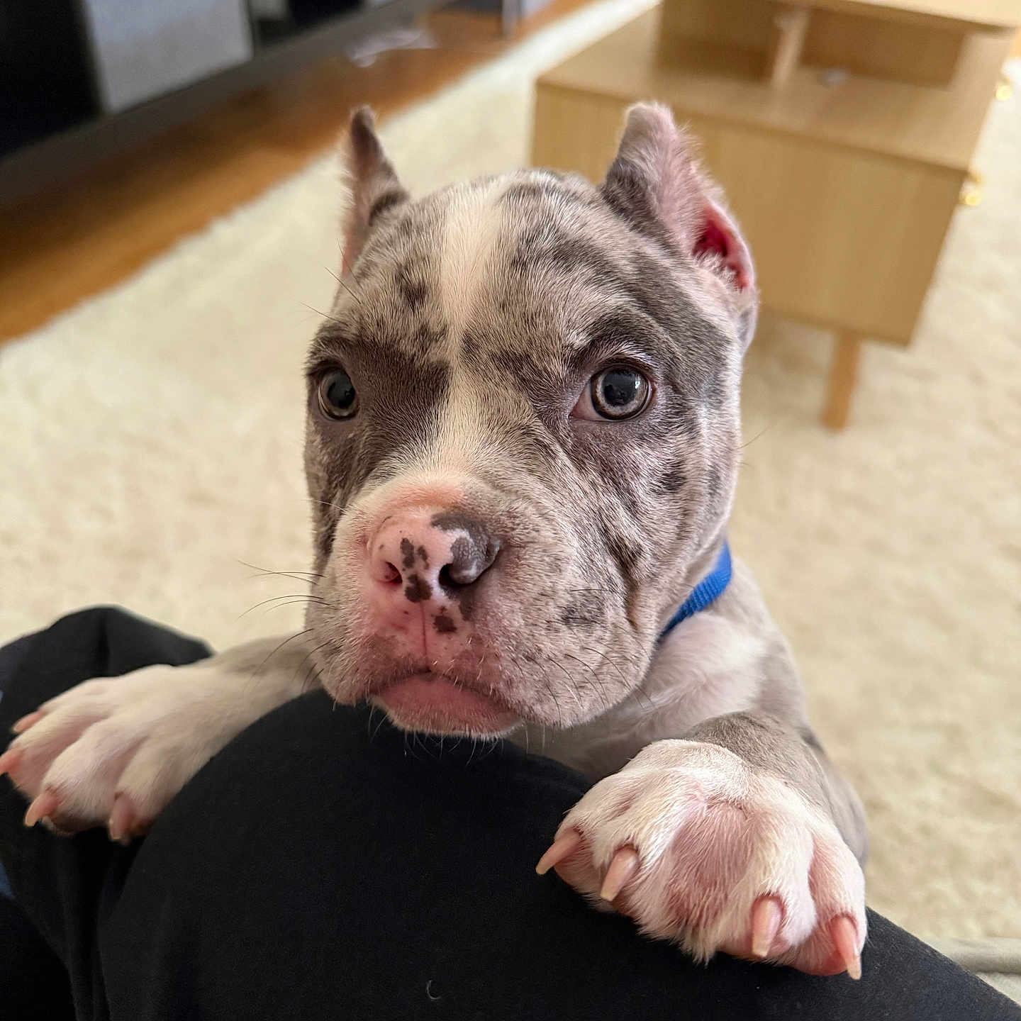 Nala