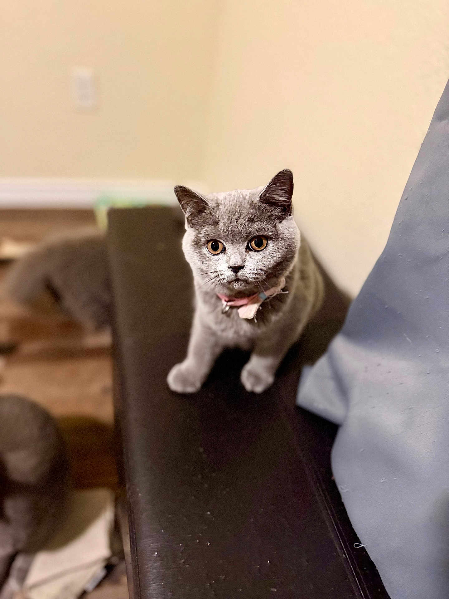 Stella joined the competition — help win amazing prizes! cat, gray_cat, pet, indoor, couch, furniture, collar, curious, sitting, closeup, animal, feline, domestic_animal, cute, whiskers, ears, face, eyes, soft_light, blurred_background