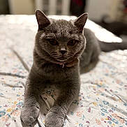 Stella is registered to the contest to win money with this photo: cat, grey_cat, pet, animal, bed, floral_bedspread, paws, feline, indoor, cute, fur, whiskers, relaxing, laying_down, domestic_animal, mammal, portrait, close_up, soft_light, resting