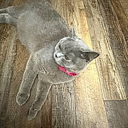 Xena joined the competition — help win amazing prizes! cat, gray_cat, pink_collar, pet, animal, feline, wooden_floor, flooring, indoor, domestic_animal, relaxed, lying_down, fur, whiskers, ears, tail, cute, curious, soft_texture, natural_light