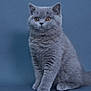 Xena is registered to the contest to win money with this photo: cat, kitten, gray_fur, orange_eyes, pet, animal, feline, cute, fluffy, sitting, portrait, indoor, studio, young_cat, whiskers, tail, soft_fur, small, alert, domestic_cat