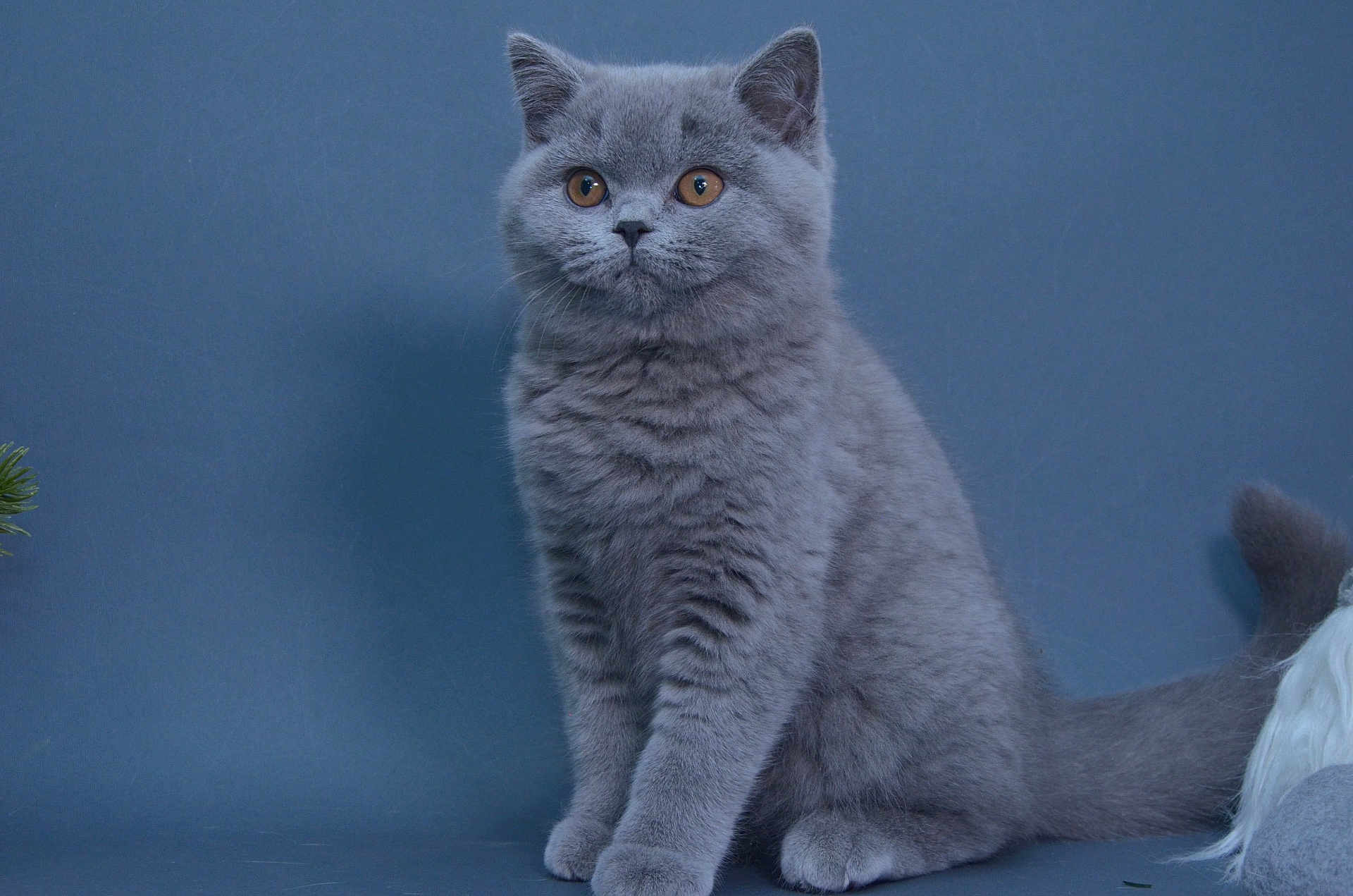 Xena