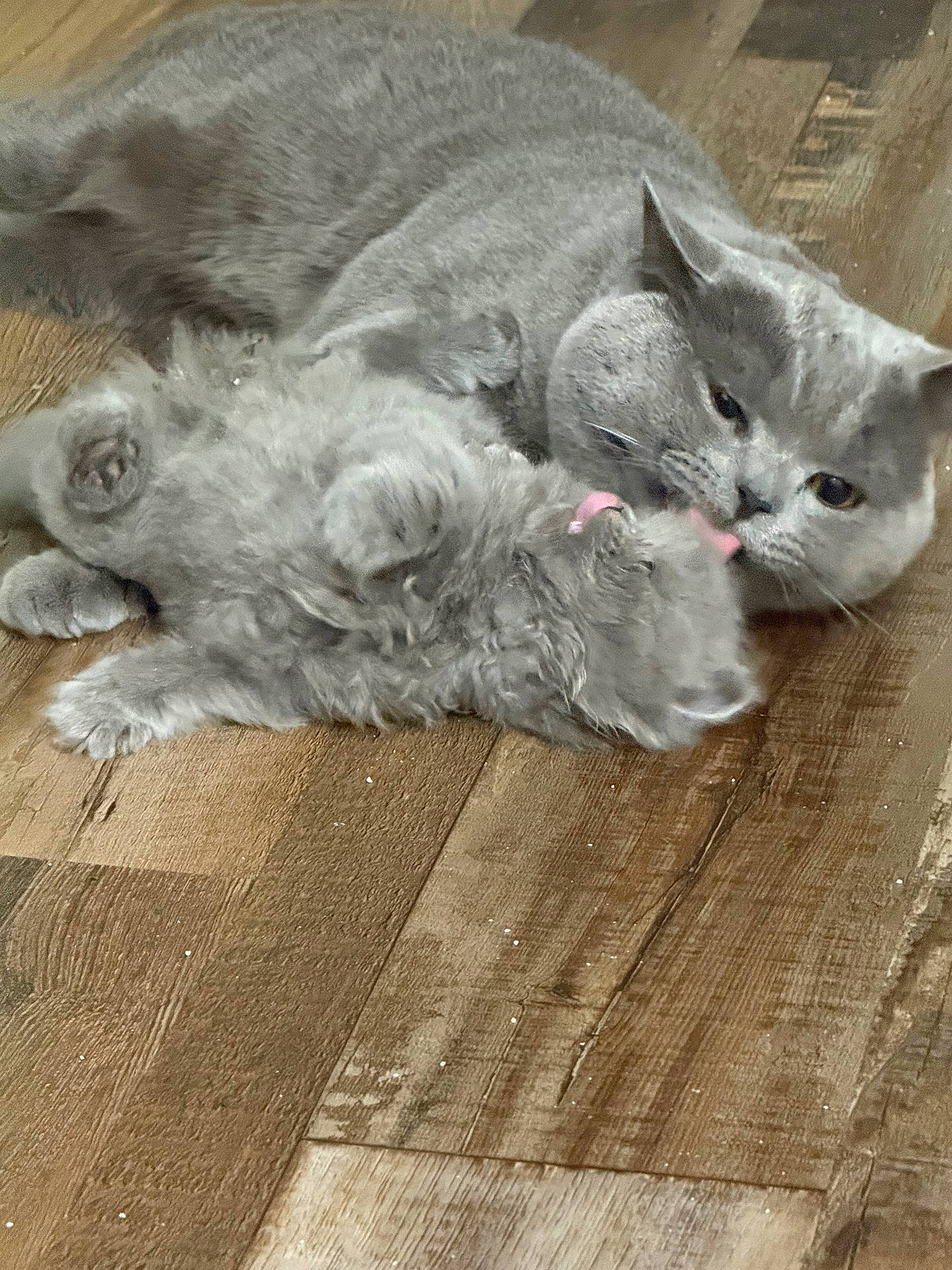 affection, animal, cat, cute, domestic_cat, feline, floor, fluffy, fur, gray_cat, home, indoor, kitten, licking, mammal, pet, playing, resting, wooden_floor, young_cat