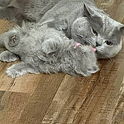 Tom joined the competition — help win amazing prizes! affection, animal, cat, cute, domestic_cat, feline, floor, fluffy, fur, gray_cat, home, indoor, kitten, licking, mammal, pet, playing, resting, wooden_floor, young_cat