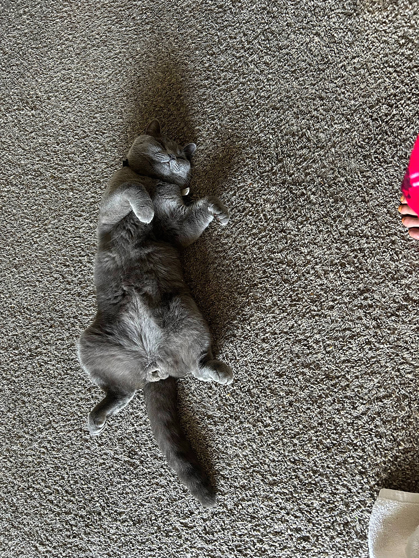 Tom joined the competition — help win amazing prizes! animal, carpet, cat, collar, cozy, cute, domestic_cat, floor, fur, gray_cat, indoor, lying_down, mammal, paw, pet, relaxed, resting, sleeping, tail, whiskers