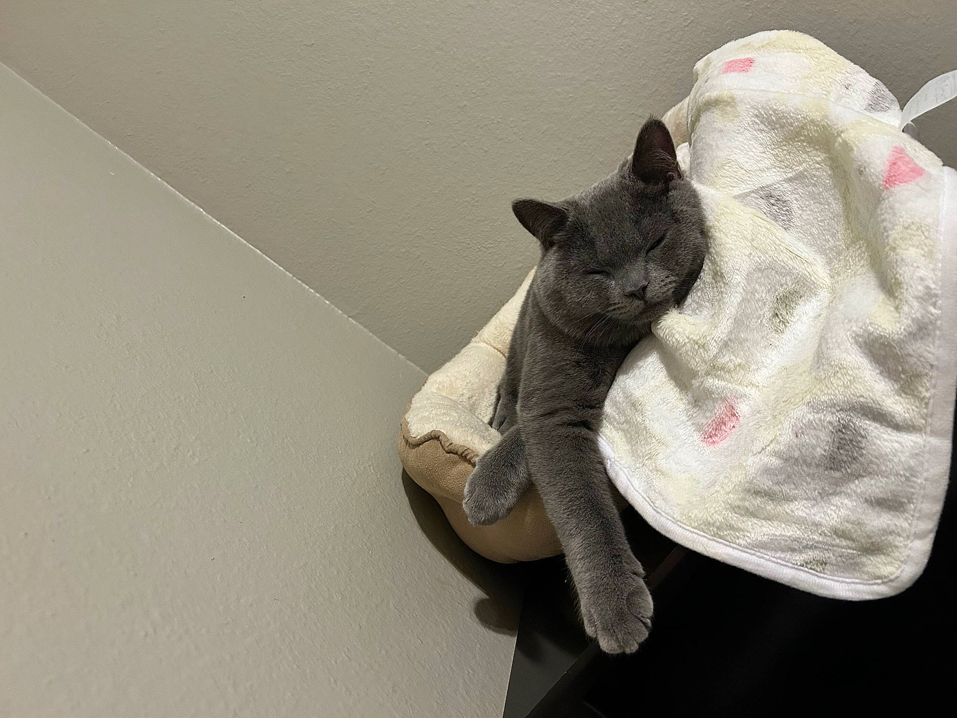 Tom joined the competition — help win amazing prizes! animal, blanket, cat, comfy, cozy, cute, domestic_animal, feline, fur, gray_cat, home, indoor, paw, peaceful, pet_bed, relaxed, resting, sleep, sleeping_cat, soft_texture