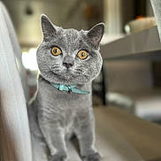 Tom joined the competition — help win amazing prizes! cat, gray_cat, golden_eyes, collar, chair, indoor, pet, feline, closeup, fur, domestic_cat, curious, sitting, animal, whiskers, blurred_background, household, cute, portrait, furry