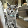 cat, gray_cat, golden_eyes, collar, chair, indoor, pet, feline, closeup, fur, domestic_cat, curious, sitting, animal, whiskers, blurred_background, household, cute, portrait, furry