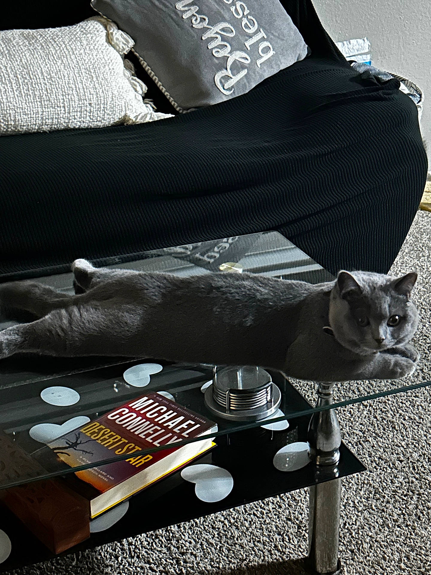 Tom is registered to the contest to win money with this photo: animal, book, carpet, cat, coffee_table, cozy, cushions, desert_star, furniture, glass_table, gray_cat, heart_shapes, home, indoor, living_room, michael_connelly, pet, pillows, relaxing, resting