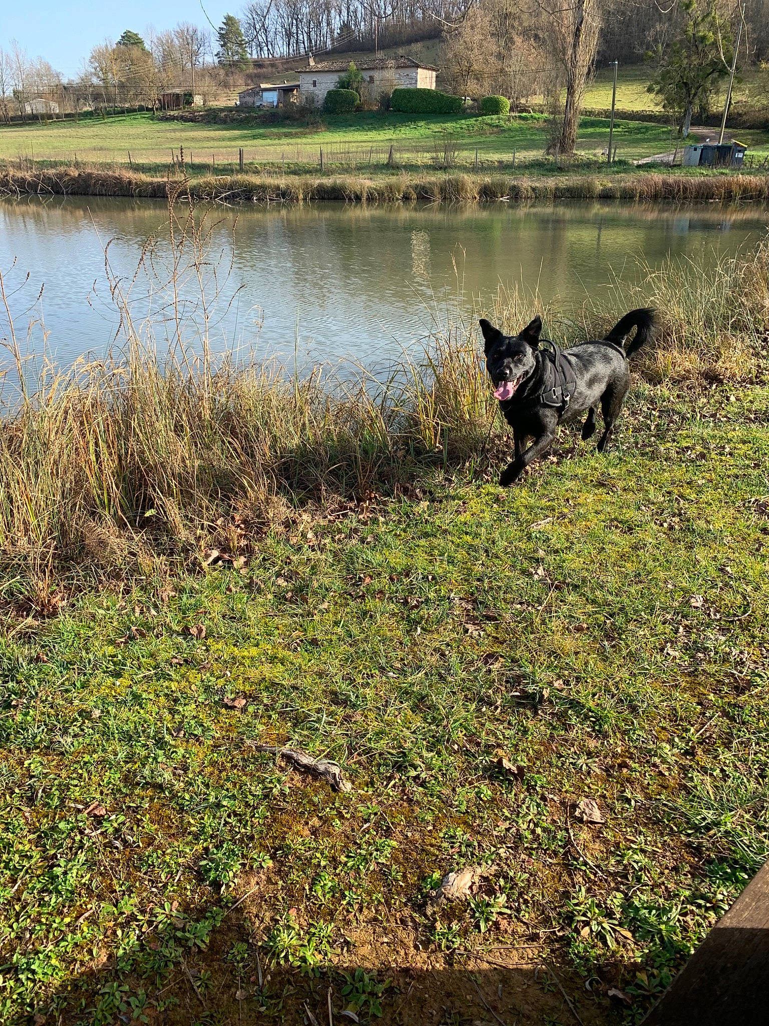 Pluto participe au concours pour gagner de l'argent avec cette photo : bank, canidae, carnivore, dog, dog_breed, grass, grass_family, hunting_dog, lake, mountain, plant, pond, reflection, river, schipperke, sporting_group, tree, waterway, wetland