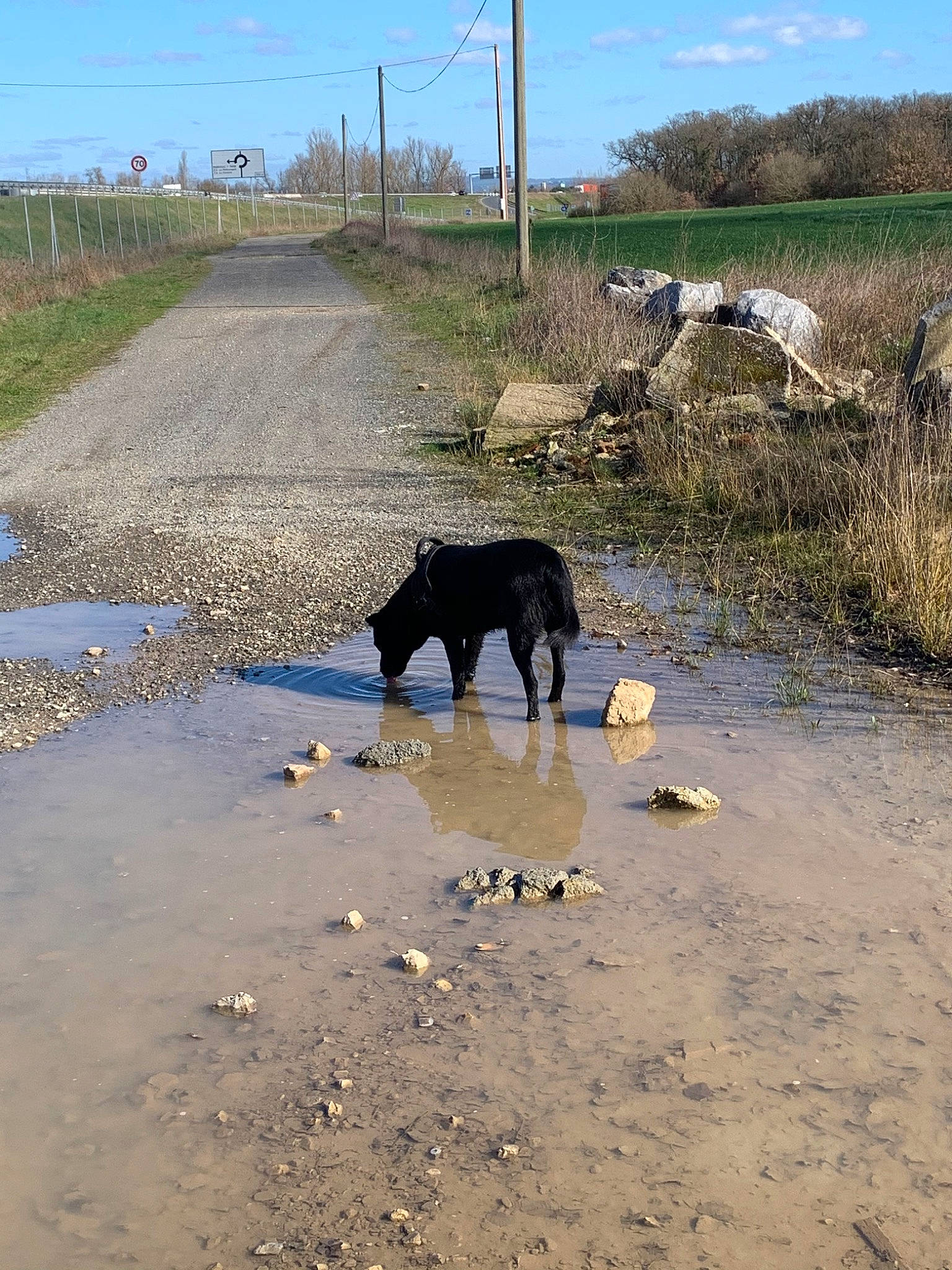Pluto participe au concours pour gagner de l'argent avec cette photo : canidae, carnivore, dog, dog_breed, guard_dog, hunting_dog, puddle, road, sporting_group, street_dog, tail, water_resources