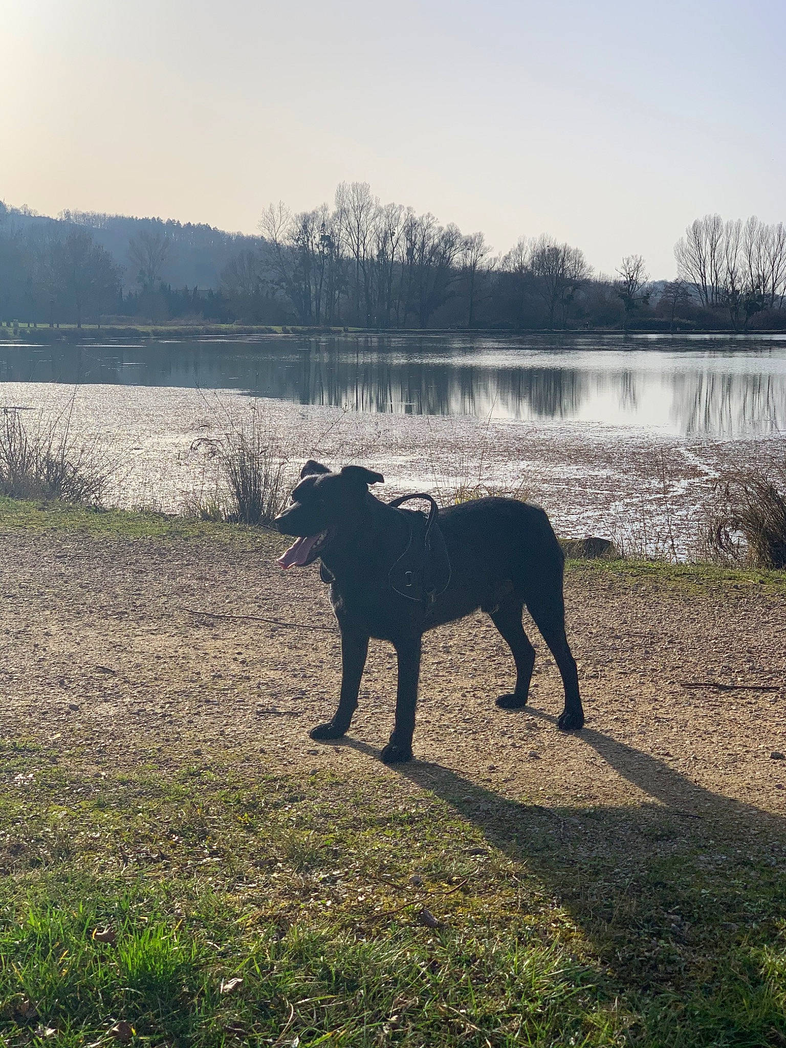Pluto a rejoint le concours — aidez-le/la à gagner de superbes lots ! cane_corso, canidae, carnivore, cloud, dog, dog_breed, dog_walking, guard_dog, labrador_retriever, mammal, meteorological_phenomenon, mountain, patterdale_terrier, sky, sporting_group, tree, working_dog