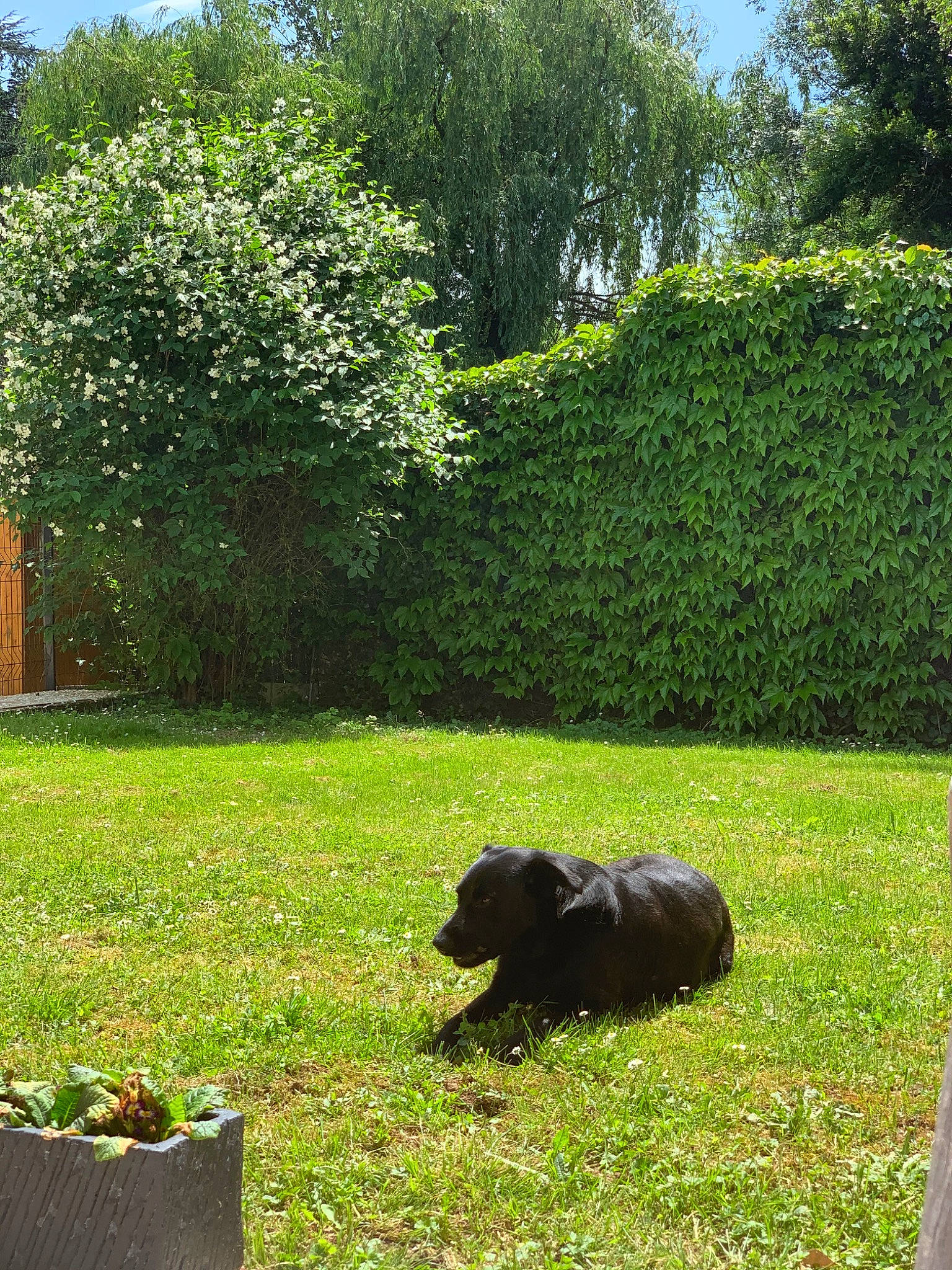 Pluto a rejoint le concours — aidez-le/la à gagner de superbes lots ! backyard, canidae, dog, dog_breed, garden, grass, grass_family, lawn, pasture, plant, shrub, sporting_group, tree, yard