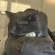 Thor participe au concours pour gagner de l'argent avec cette photo : armrest, cat, closeup, couch, cozy, domestic_animal, feline, fur, gray_cat, home, indoor, nap, paw, pet, quiet, relaxed, resting, sleeping, whisker, whiskers