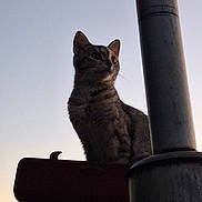 Broccoli joined the competition — help win amazing prizes! cat, tabby_cat, feline, pet, animal, sitting, outdoors, silhouette, evening, sky, sunset, machinery, metal, pole, industrial, portrait, whiskers, ears, alert, looking_up