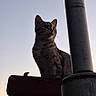 cat, tabby_cat, feline, pet, animal, sitting, outdoors, silhouette, evening, sky, sunset, machinery, metal, pole, industrial, portrait, whiskers, ears, alert, looking_up