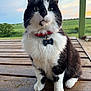 bell, black_and_white, bow_tie, cat, closeup, collar, eyes, feline, fur, green_field, outdoor, paws, pet, porch, portrait, sitting, sunset, tuxedo_cat, whiskers, wooden_floor