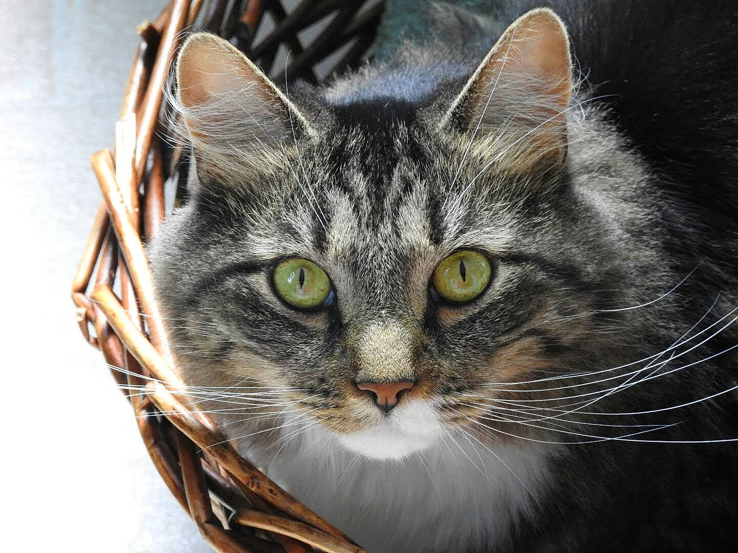 Charlotte joined the competition — help win amazing prizes! carnivore, cat, cat_supply, domestic_short_haired_cat, felidae, fur, small_to_medium_sized_cats, snout, symmetry, terrestrial_animal, tree, whiskers, wildlife, window