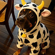 Brownie joined the competition — help win amazing prizes! dog, costume, cow_pattern, indoor, wooden_floor, pet, animal, cute, black_and_tan, ears, paws, sitting, looking_up, adorable, clothing, domestic_animal, fur, face, brown_eyes, house