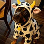 dog, costume, cow_pattern, indoor, wooden_floor, pet, animal, cute, black_and_tan, ears, paws, sitting, looking_up, adorable, clothing, domestic_animal, fur, face, brown_eyes, house