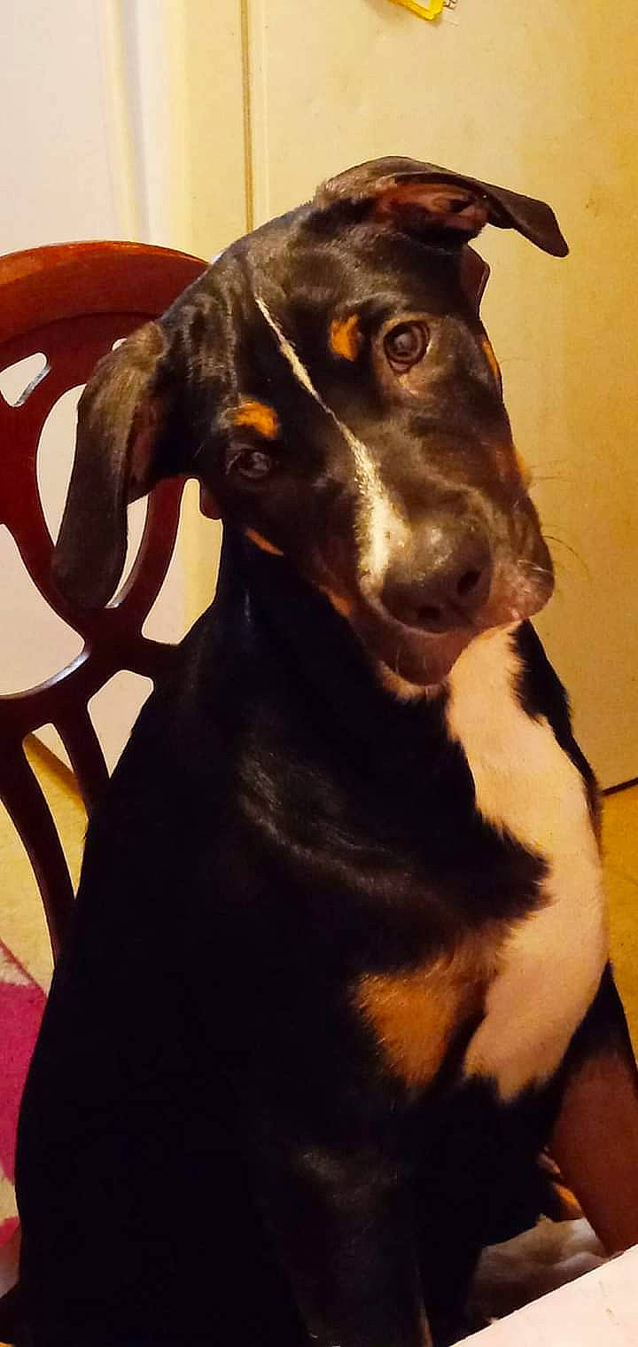 Brownie joined the competition — help win amazing prizes! canidae, carnivore, collar, companion_dog, dog, dog_breed, dog_collar, ear, eye, fawn, fur, guard_dog, head, liver, pet_supply, snout, sporting_group, whiskers, working_animal, working_dog