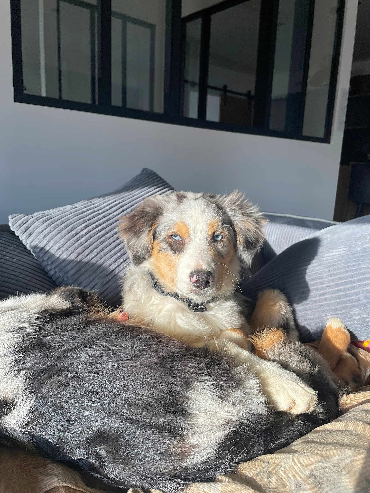 Vodka participe au concours pour gagner de l'argent avec cette photo : dog, animal, pet, fur, blue_eyes, cushion, indoor, sunlight, relaxing, comfort, modern_interior, window, collar, sleepy, cute, mammal, resting, furry, closeup, home